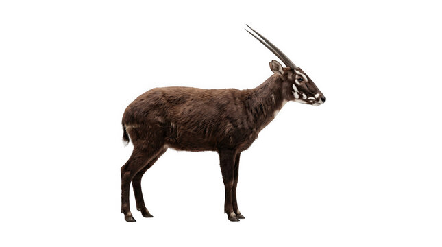 Saola standing side view white isolated on transparent background png