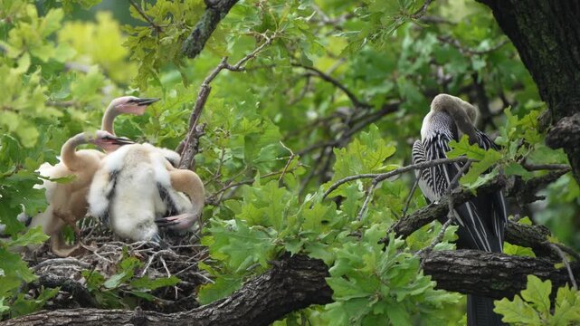 4 anhinga grownup babies in the nest