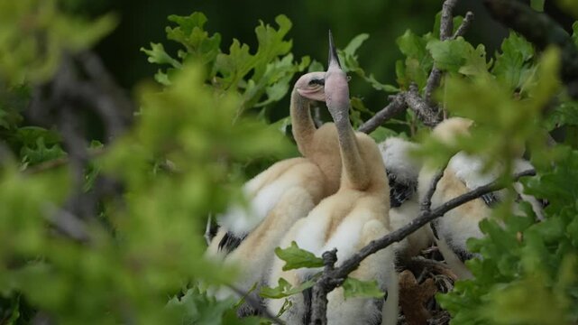 4 anhinga grownup babies in the nest
