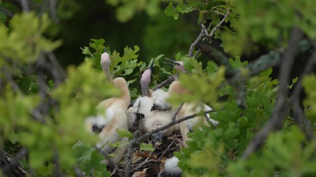 4 anhinga grownup babies in the nest