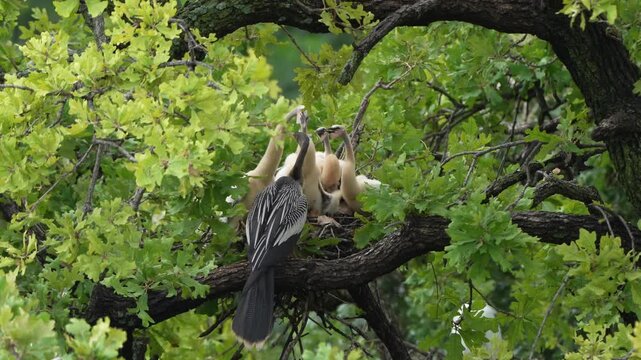 Parent egret is feeding baby anhinga in the nest with total 4 anhinga babies