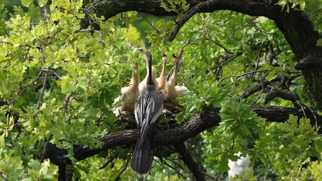 Parent egret is feeding baby anhinga in the nest with total 4 anhinga babies