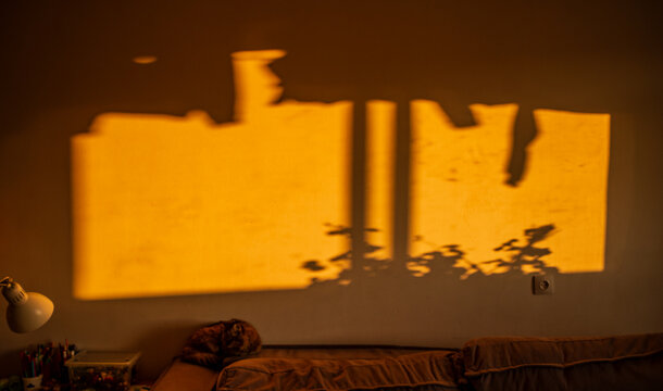 Warm golden sunlight creates enchanting shadows of leaves on the living room wall