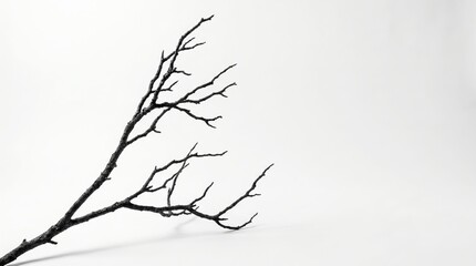 Obraz premium A single dark wooden branch with intricate dry twigs is captured in a minimalist studio setting using soft white lighting