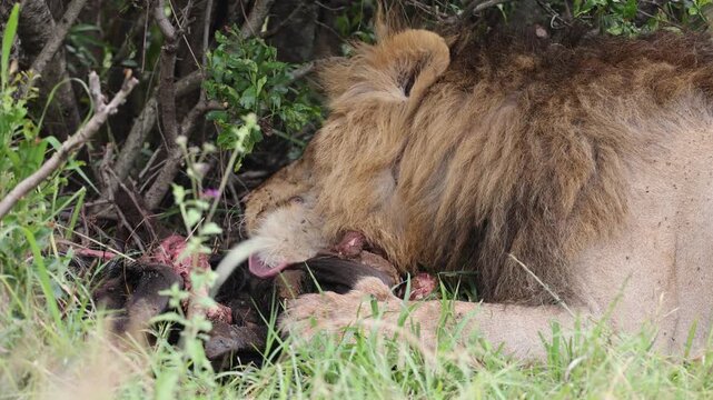 A male African lion feeds on a carcass in the shade of a bush, head down over the kill - Masai Mara National Reserve, Kenya | African safari wildlife nature documentary 4K B-roll