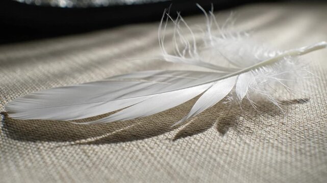 White bird feather resting on textured beige fabric in morning sunlight with dramatic shadows