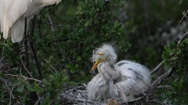 Cute little great egret chicks are begging parent for food in the nest spring time