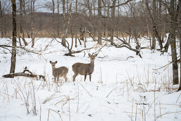 Obraz premium Ezo deer parent and fawn in snowy Kushiro Wetlands in Hokkaido / 雪原の釧路湿原に佇むエゾシカの親子