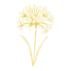 Obraz premium PNG Elegant floral line art illustration.