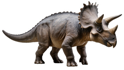 Fototapeta premium Triceratops dinosaur with three horns and frill