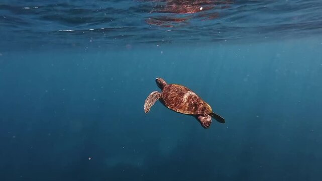 sea turtle swimming Sumbawa NTB Indonesia 