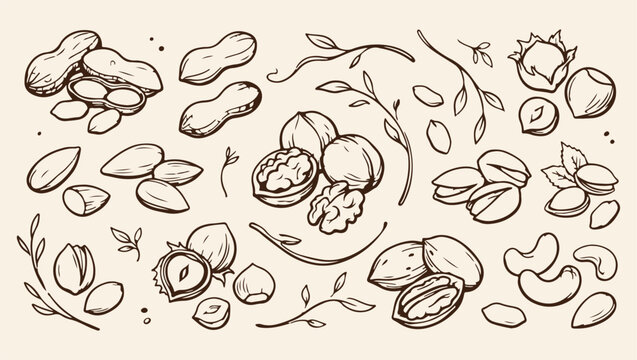 natural nuts seed harvest pattern, organic healthy nut food background, walnut almond cashew illustration, natural nut seed food print, artistic nut seed food set, decorative organic nut design, nut s