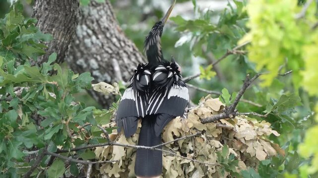 Anhinga is feed baby anhinga in the nest