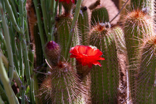 A flowering cactus blooms in Solitaire, Namibia, bringing a burst of color to the arid desert landscape and showcasing nature's remarkable ability to thrive in one of the driest environments on Earth.