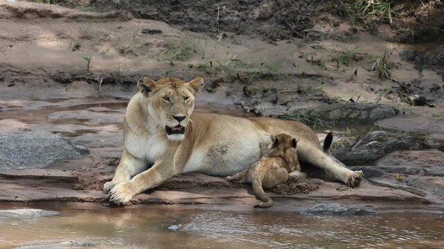 A lioness lies on a rocky riverbank while her small cub nestles and suckles against her - Masai Mara National Reserve, Kenya | African safari wildlife nature documentary 4K B-roll