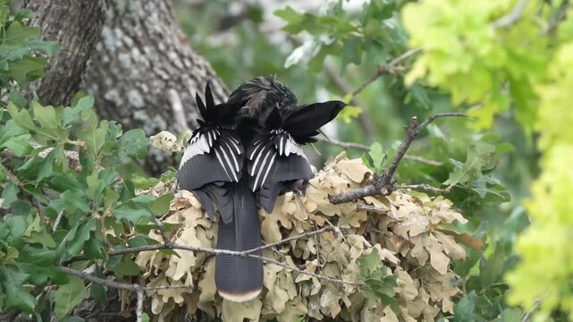 The little anhinga baby asking for feed and got fed