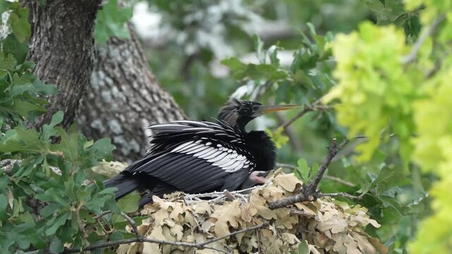The little anhinga baby asking for food
