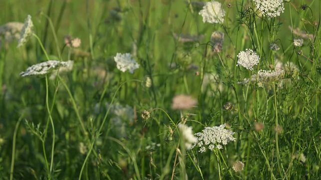 The wildflowers sway in the wind