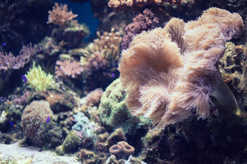 coral reef in aquarium © ChunKit