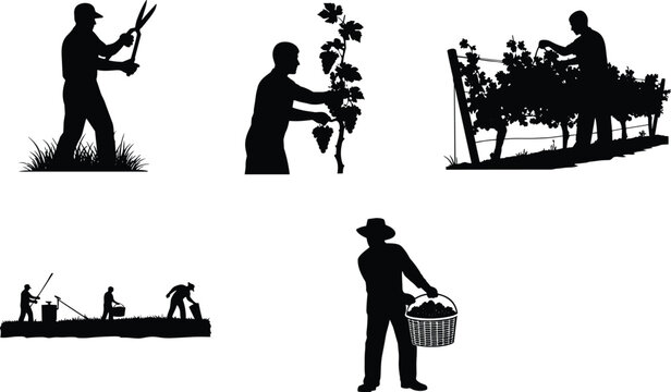 Vineyard Workers Silhouette Set Showing Grape Harvesting and Farming Activities Vector Illustration