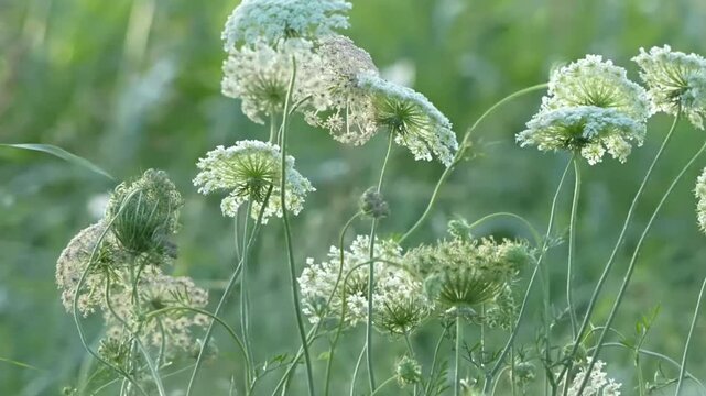 The wildflowers sway in the wind