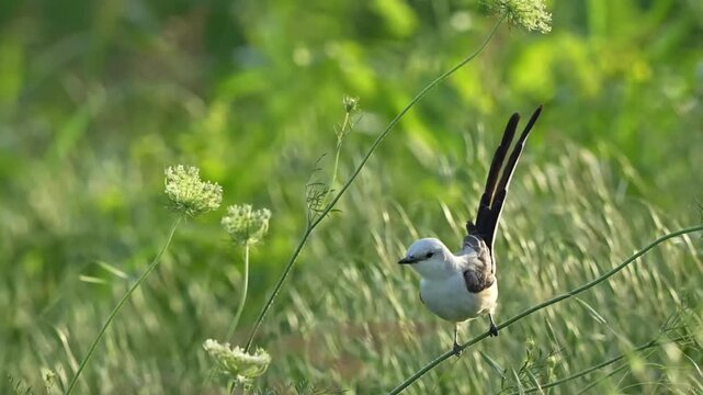 Beautiful flycatcher on a wildflower branch	