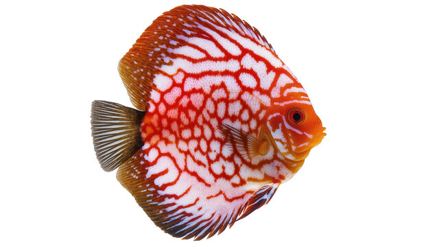 Red and white patterned discus fish with brown fins