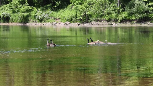 canada geese swimming in delaware river with their goslings (goose gosling baby bird) hatchlings young hatchling offspring spring