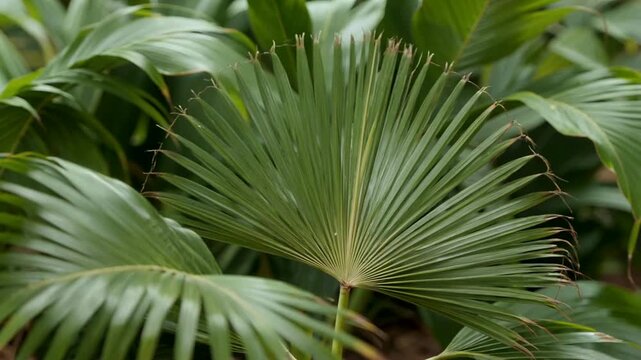 Close Up Green Fan Palm Leaves in Tropical Garden for Natural Botanical Background
