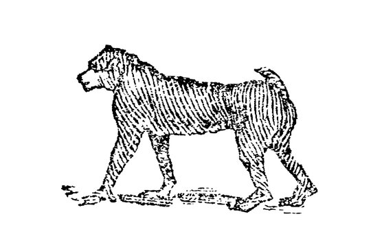 Mandrill (Mandrillus sphinx) standing in poised position, detailed black and white engraving, old vintage illustration, 1897.