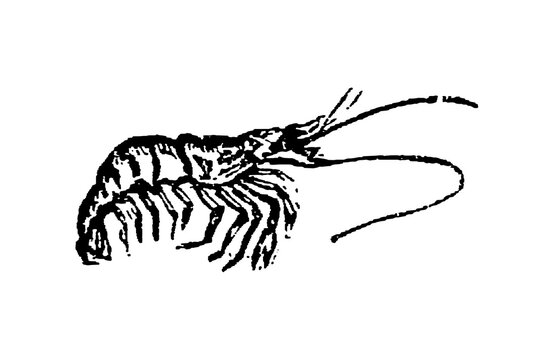 Shrimp with detailed legs and antennae, old vintage illustration, 1897.