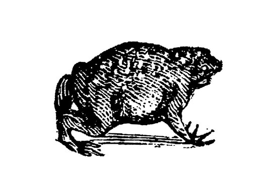 Toad engraving, anatomical study with warty skin texture, old vintage illustration, 1897.