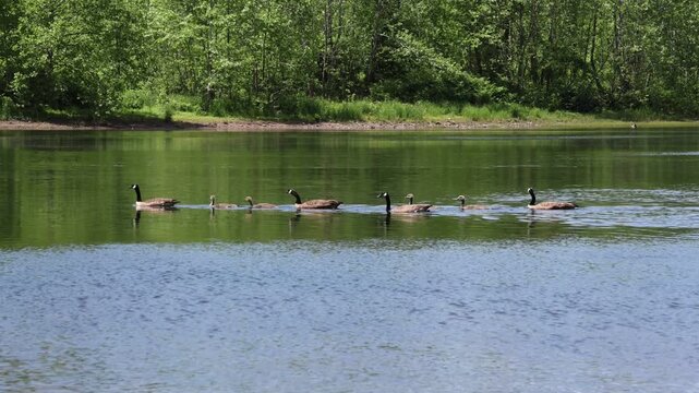 canada geese swimming in delaware river with their goslings (goose gosling baby bird) hatchlings young hatchling offspring spring