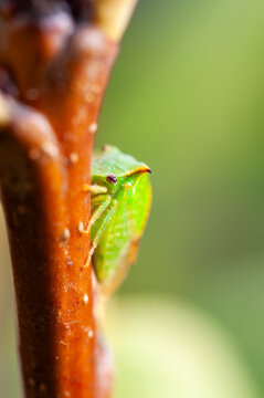 Tiny green treehopper insect clinging to a brown branch with soft green background