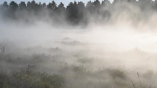 A serene natural landscape scene with thick white fog or mist blanketing a grassy field in the foreground, obscuring the ground and creating a soft, diffused light, with a dark line of trees