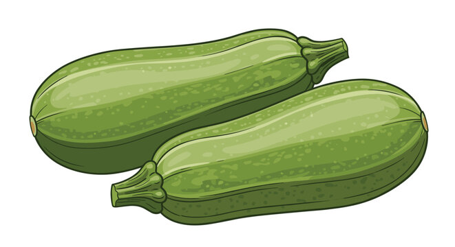 Pair of fresh green zucchinis with characteristic speckled skin and stem ends on white background for healthy cooking.