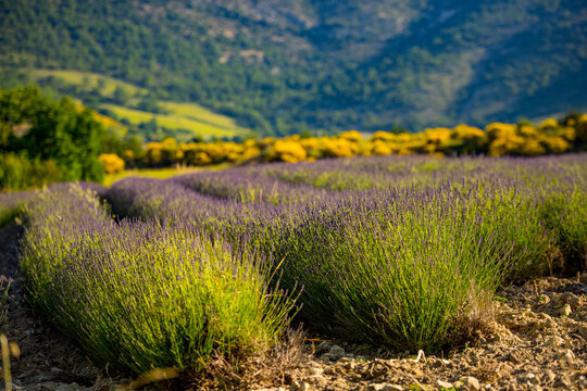 Lavender field rows with blooming gorse against distant mountains