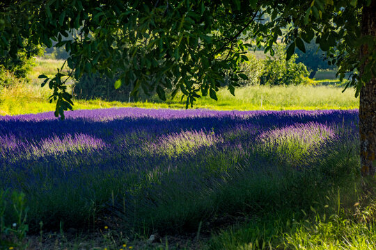 Lavender field glowing with sunlight under shade tree