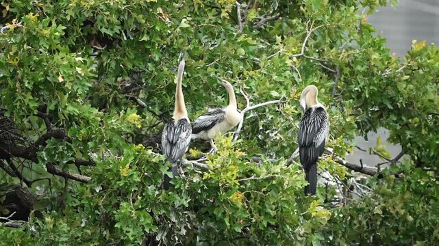 Two cute little anhinga are tossing things to each other for fun