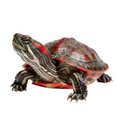 Fototapeta premium A detailed studio portrait of a painted turtle with vibrant red markings on its shell and skin