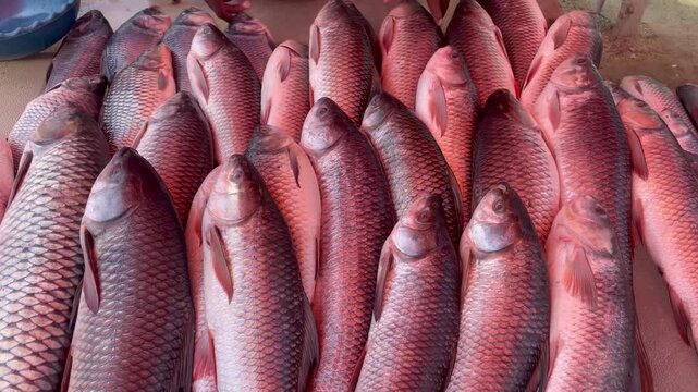 Catla Bocha fish Displayed at Local Seafood Market