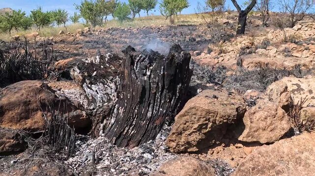Charred tree stump smoking in a burnt landscape