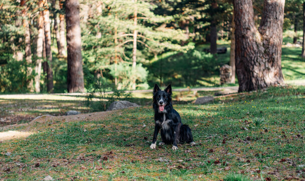 Happy border collie dog sitting in a forest