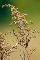 Fototapeta premium Dry grass on a blurred background art