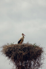 Fototapeta premium Stork in the nest on a sky background isolated