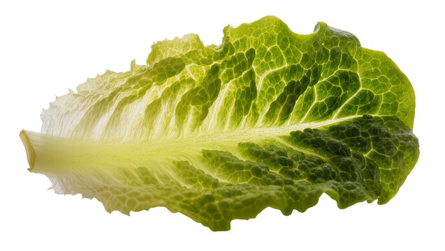 Romaine lettuce leaf with vibrant green veins and crisp texture