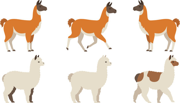 Llama and alpaca vector illustration set with cute animals in walking and standing poses isolated on a white background
