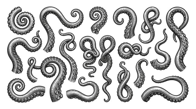 Detailed black and white vector illustration featuring various curling octopus tentacles in a vintage style