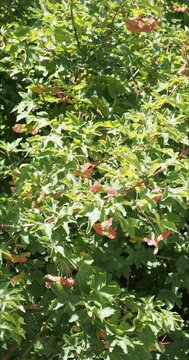 Erable de montpellier (Acer monspessulanum) Arbre m&eacute;diterran&eacute;en &agrave; petites feuilles lob&eacute;es vert luisant avec des fruits sous forme de samares ou disamares doubles ail&eacute;es et pendant