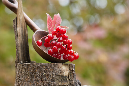 Viburnum opulus berries in a wooden spoon on a tree stump